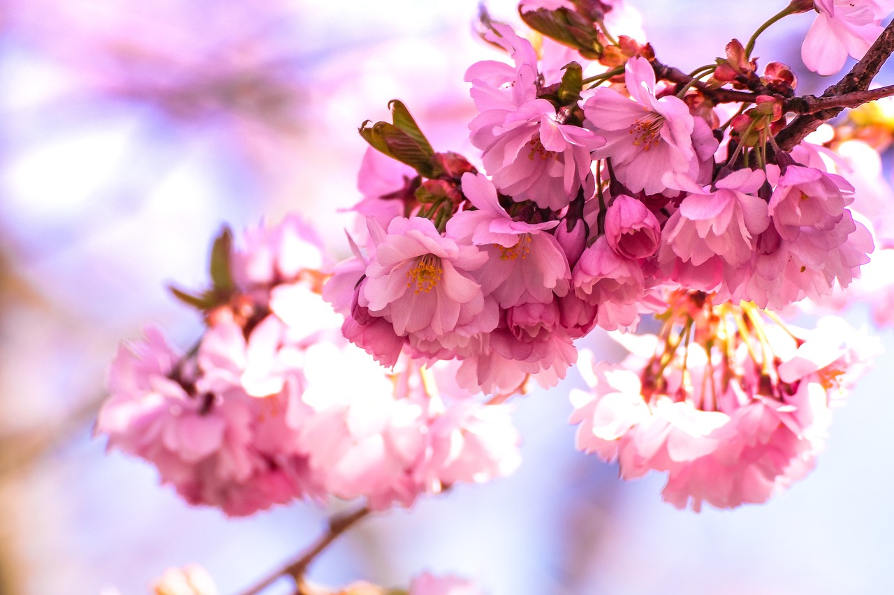¿Cuál es el significado de sakura?